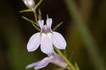 Canby's lobelia